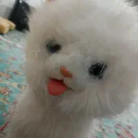 جدید ترین اسباب بازی گربە رباتیک وارداتی