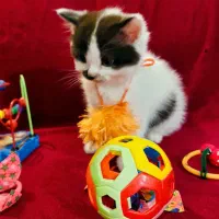 هیمالین|گربه|گرگان, |دیوار