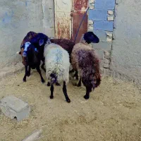 میش هترو