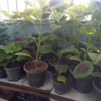 گلهای زیبا وسالم ۴۰هزار|گل و گیاه طبیعی|هشتگرد, فاز ۷ مهستان|دیوار