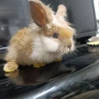 خرگوش لوپ سیلور