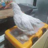 جوجه کوشین و یکی ابریشمی