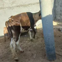 گاو وگوساله فروشی