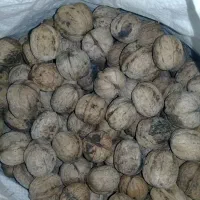 گردو|خوردنی و آشامیدنی|دوزین, |دیوار