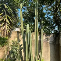 کاکتوس بزرگ