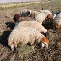 میش ورک|حیوانات مزرعه|دره شهر, |دیوار