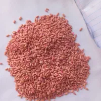 گندم و جو بذری...