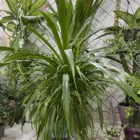 گل پاندانوس بسیار زیبا و بزرگ