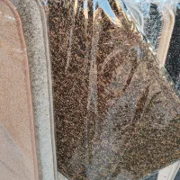 پادری (پالاز)|پادری|شیراز, فرگاز|دیوار