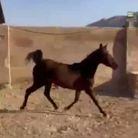 اسب|اسب و تجهیزات اسبسواری|جم, |دیوار