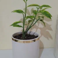 گل طبیعی|گل و گیاه طبیعی|اندیمشک, |دیوار