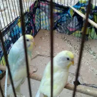 مرغ عشق خانگی