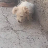 سگ پژمالو