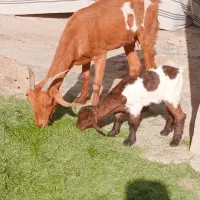 بز کهرد دار دورگ پاکستانی چاق