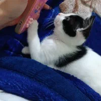 واگذاری بچه گربه