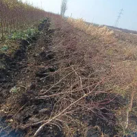 نهالستان دشت سبز|گل و گیاه طبیعی|تیران, |دیوار