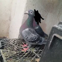 ماده مسافتی ناجلد
