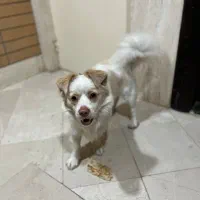 سگ پاکوتاه|سگ|گنبد کاووس, |دیوار