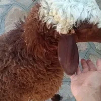 بره همو|حیوانات مزرعه|سیوان, |دیوار