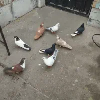 کفتر یا کبوتر رنگی