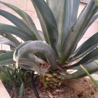 هرس .پاکن. کود دامی. اجرا سیستم آبیاری قطره ای.|خدمات باغبانی و درختکاری|شیراز, شهرک مهرگان|دیوار