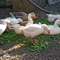 تخم غاز محلی آفریقایی|حیوانات مزرعه|آستانه اشرفیه, |دیوار