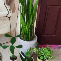 ۸عدد گل بزرگ خانگی با گلدون سفالی و فانتزی