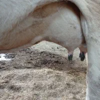 گاو و گوساله داشتی|حیوانات مزرعه|پلدختر, |دیوار