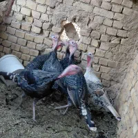 بوقلمون|حیوانات مزرعه|رودشت (اصفهان), |دیوار