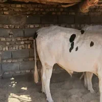 گوساله نر|حیوانات مزرعه|نیمروز, |دیوار