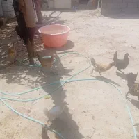 جوجه بکشا بزرگ اول تخم هستن