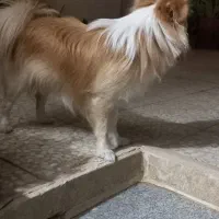 سگ پا کوتاه|سگ|قم, نخودی|دیوار