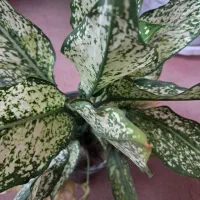 دو گلدان گل زیبا هرکدام ۴بوته یا۵بوته هس یجا ۳۰۰