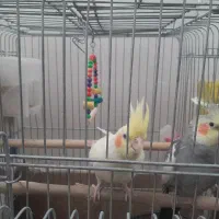 عروس هلندی|پرنده|مهریز, |دیوار