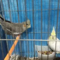 عروس هلندی