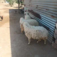گوسفند
