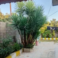 فروش گل یوگا|گل و گیاه طبیعی|بندر انزلی, چهارفریضه|دیوار