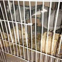 کبوتر دمگیر