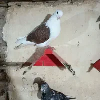 کبوتر رنگی|پرنده|کارون, |دیوار