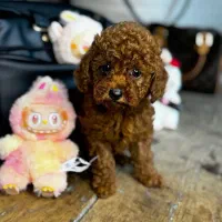 پودل|سگ|تهران, پاسداران|دیوار