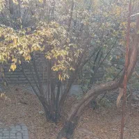 اجاره ویلایی دربست الغدیر شمالی|اجارهٔ خانه و ویلا|نظرآباد, نظرآباد|دیوار