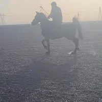 اسب