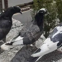 کبوتر پور دم سفید و مرغ عشق|پرنده|شهرکرد, |دیوار