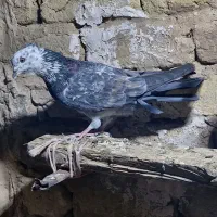 کبوتر پرشی|پرنده|قم, نیروگاه|دیوار