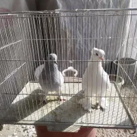 دو عدد کبوتر سالم