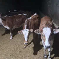 گوساله چاق سرکدار بهترین گوشت|حیوانات مزرعه|خرمآباد, |دیوار