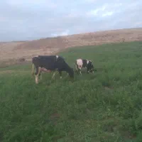 گاو با گوساله نر
