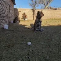 سگ گله|سگ|تربتحیدریه, پائین ولایت|دیوار