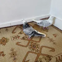 ۲تا کفتر پرشی