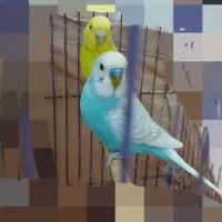 جفت مرغ عشق با۳تاجوجه